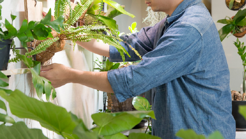 生の植栽を取り入れた内装設計のポイント